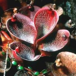 Насекомоядные растения -Гелиамфора 